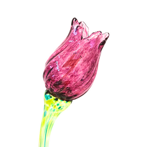 Light Pink Tulip